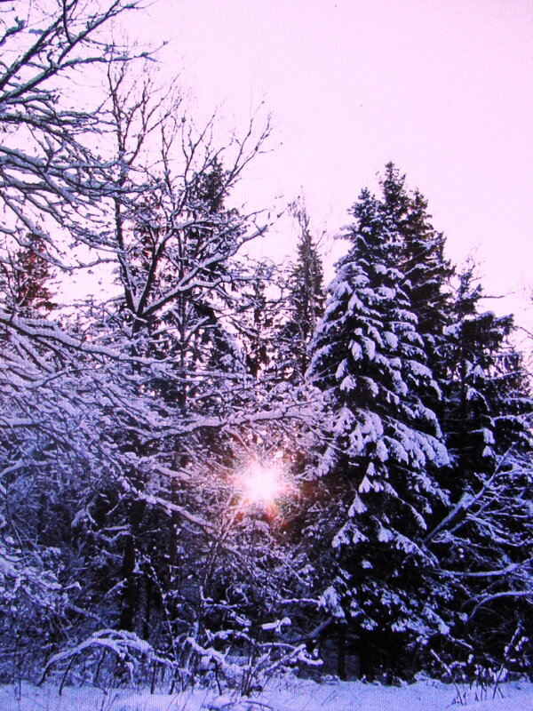 В зимнем лесу - Людмила Смородинская В зимнем лесу - Людмила Смородинская