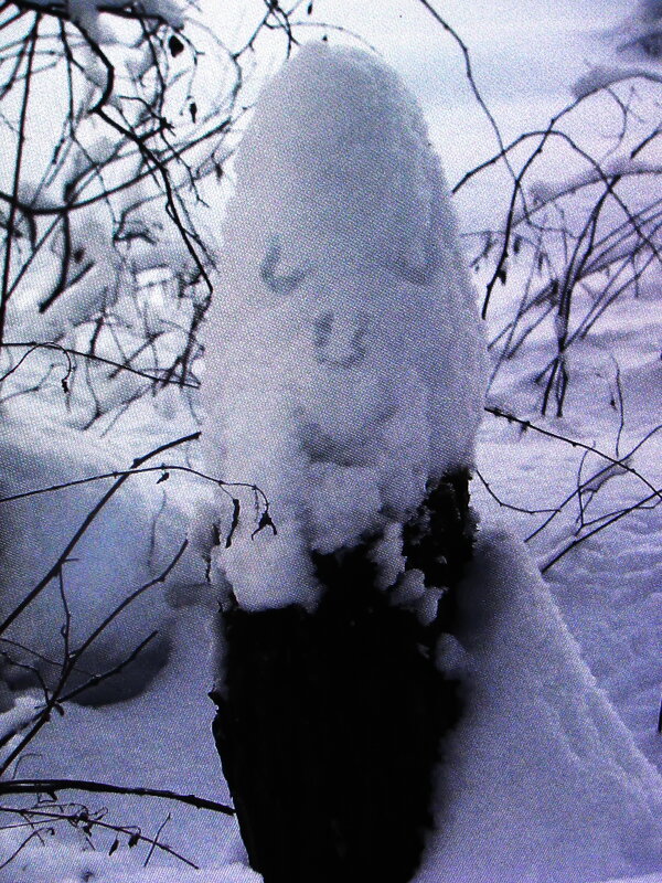 Интересный пенёк - Людмила Смородинская Интересный пенёк - Людмила Смородинская