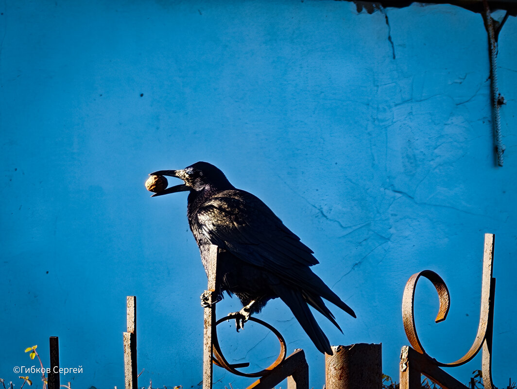 Ворона и орех . - Сергей Гибков