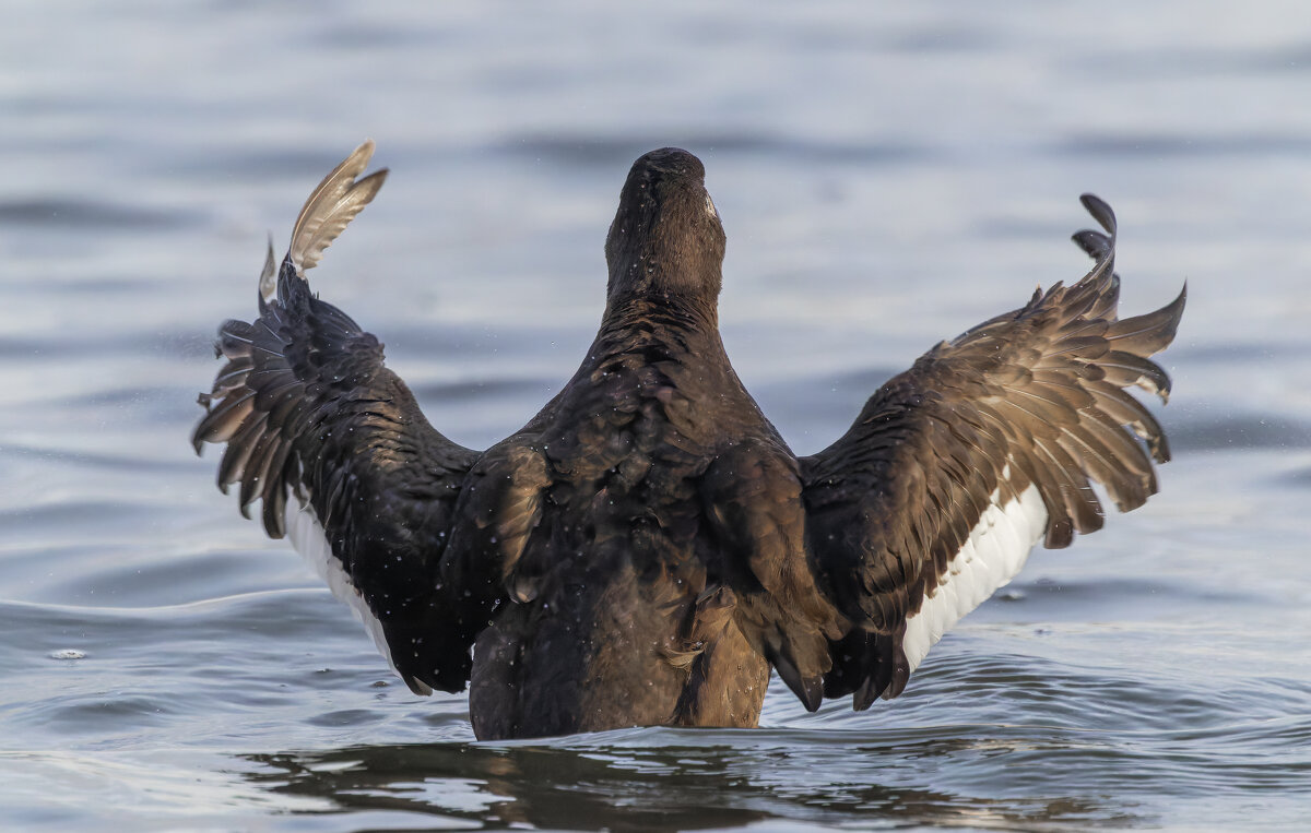 турпан. - юрий макаров
