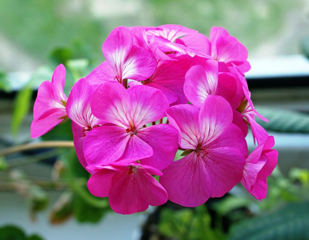 Герань - Галина Нестратова