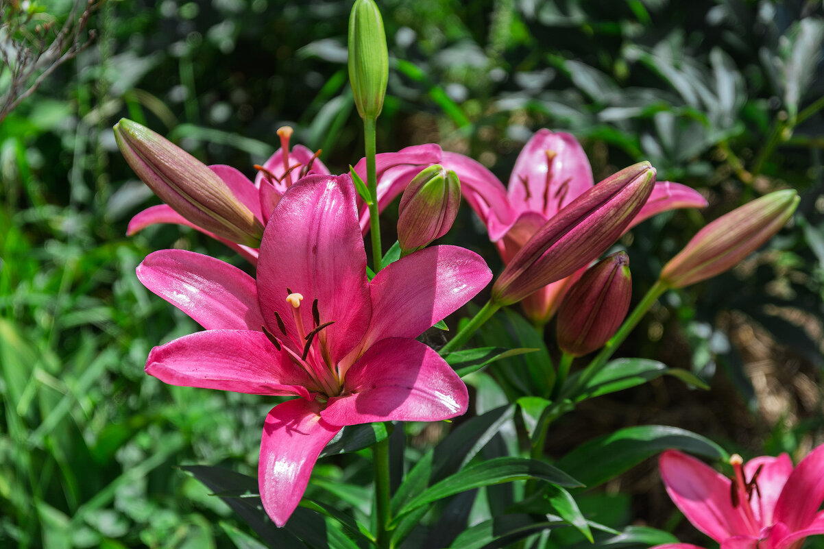 *** - Виктор Иванович Чернюк *** - Виктор Иванович Чернюк