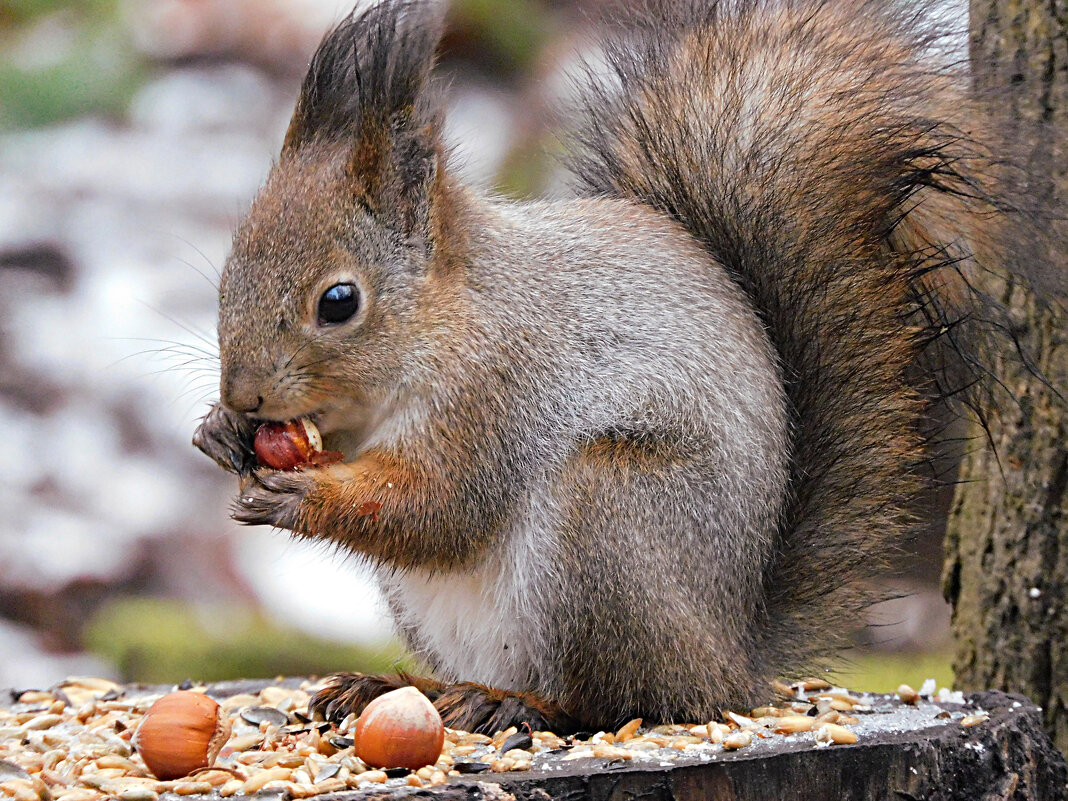 Белка - Лина Белка - Лина