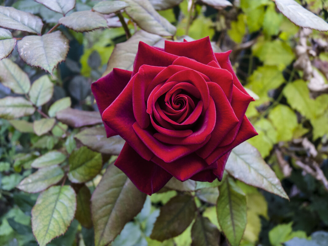 Бархатная роза - Валентин Семчишин Бархатная роза - Валентин Семчишин