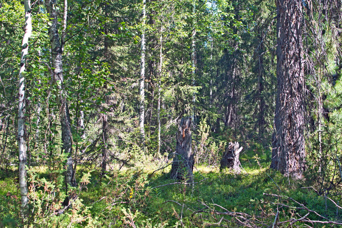 Вокруг тайга. - ВикТор Быстров Вокруг тайга. - ВикТор Быстров