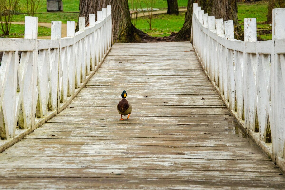 _____ - Галина Ложечникова