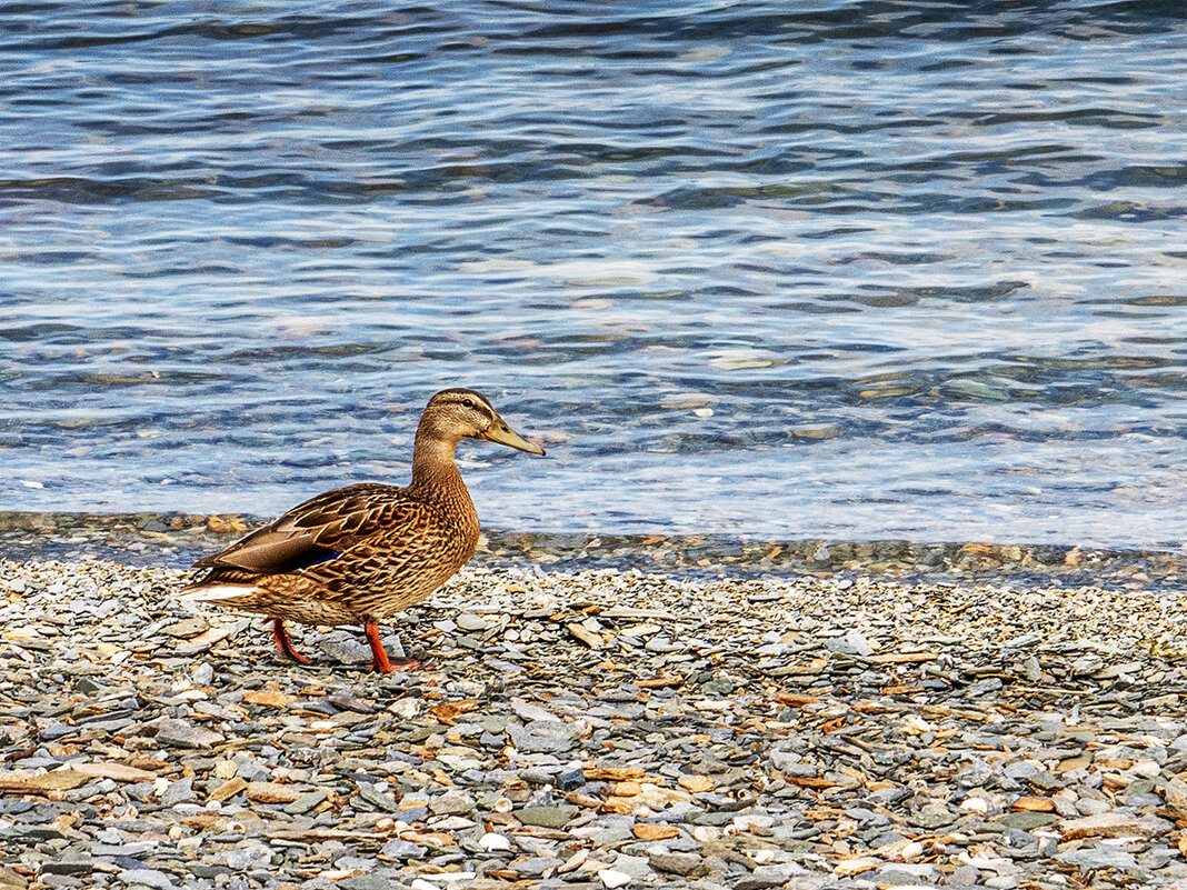 Яхт Клуб - Дмитрий 