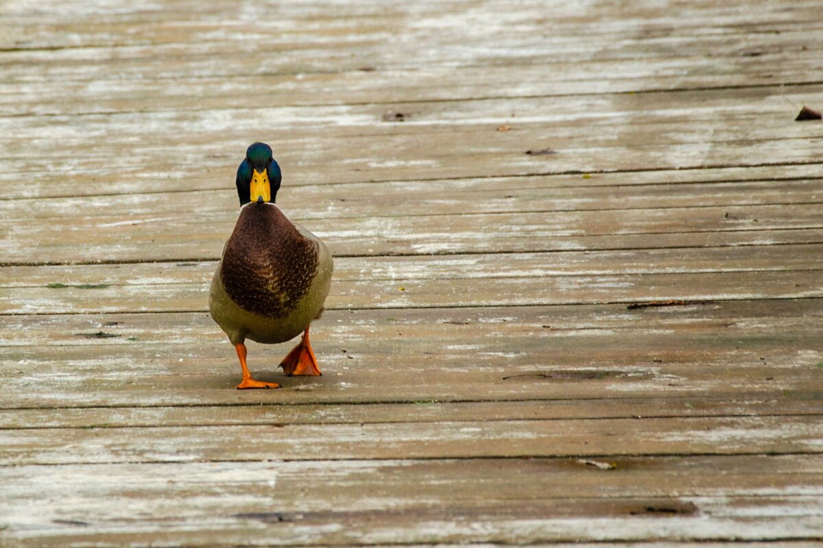 ___ - Галина Ложечникова