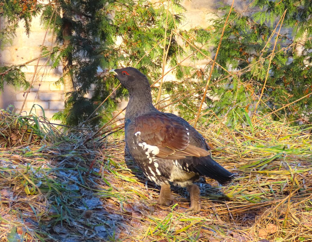 Глухарь - Ольга Митрофанова