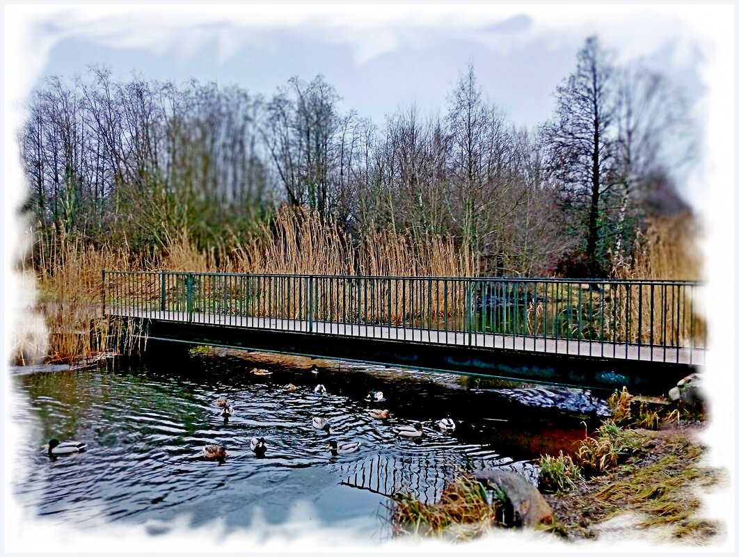 Утки рады теплу. - Лия ☼ Утки рады теплу. - Лия ☼