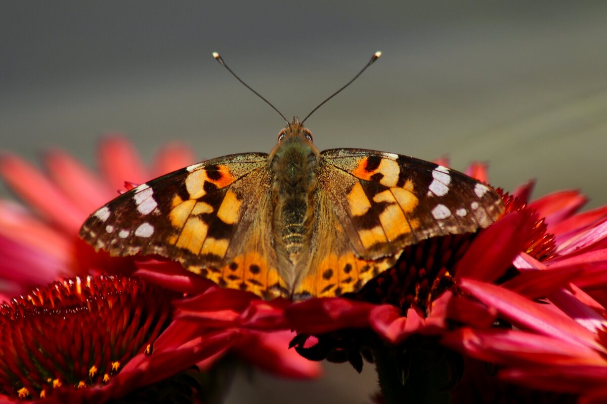 Про бабочку и лето - Юрий. Шмаков