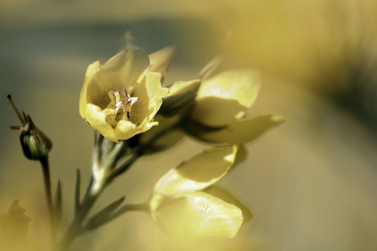 Макро - Александр Одношевный Макро - Александр Одношевный
