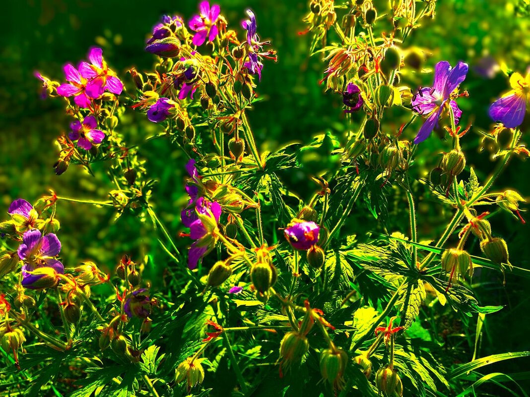 ***на рассвете*** - Olga Oskolkova