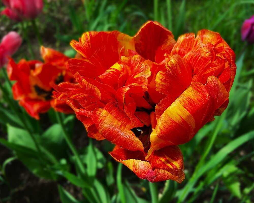 ***тюльпаны пламенные*** - Olga Oskolkova ***тюльпаны пламенные*** - Olga Oskolkova