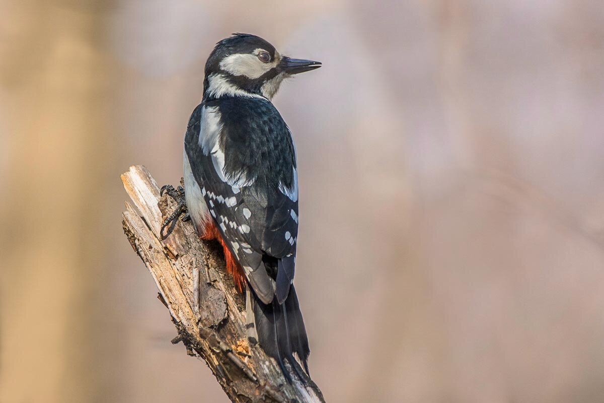 Большой пёстрый дятел. - Nik Lovec