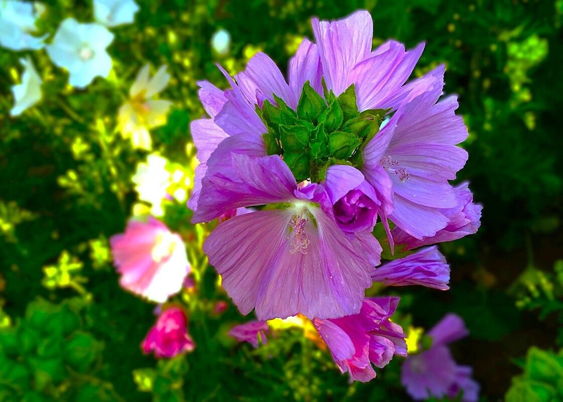 ***в лучах заката*** - Olga Oskolkova