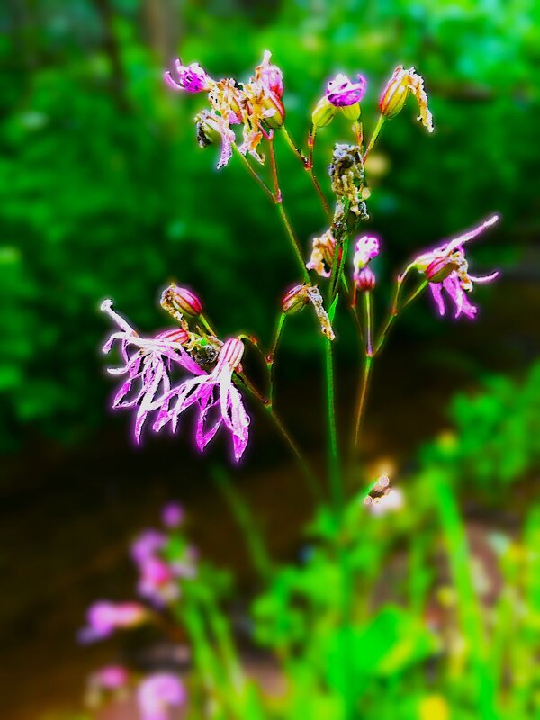 ***скромность*** - Olga Oskolkova