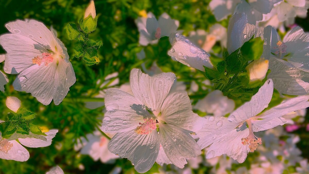 ***нежность*** - Olga Oskolkova