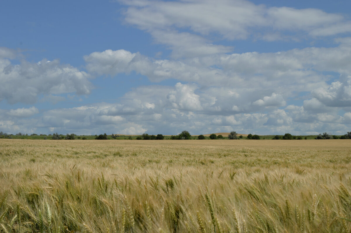 ...Облака...белокрылые лошадки.... - Надежда Куркина ...Облака...белокрылые лошадки.... - Надежда Куркина