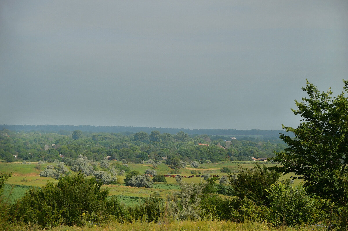 Летнее утро... - Надежда Куркина Летнее утро... - Надежда Куркина