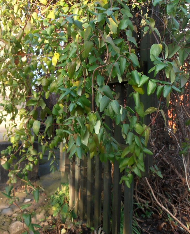 Жимолость - Наталья Жимолость - Наталья