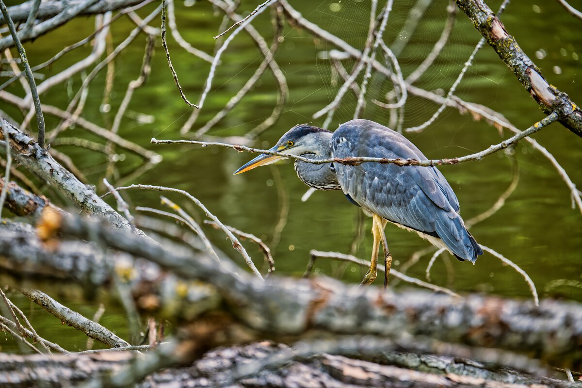 На пруду ... - Jakob Dick