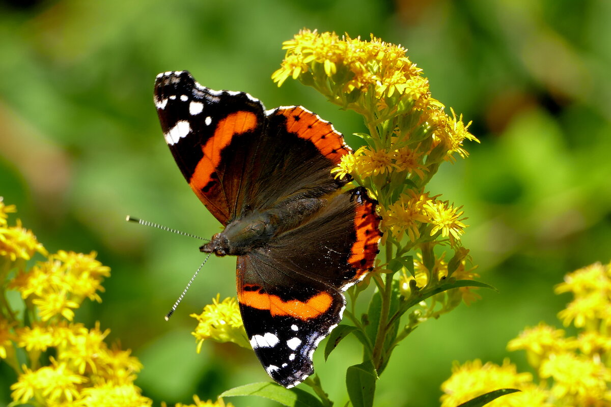 опять про бабочек...200 - Александр Прокудин опять про бабочек...200 - Александр Прокудин