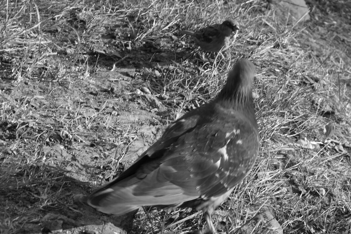 *** - Сергей Сергеев