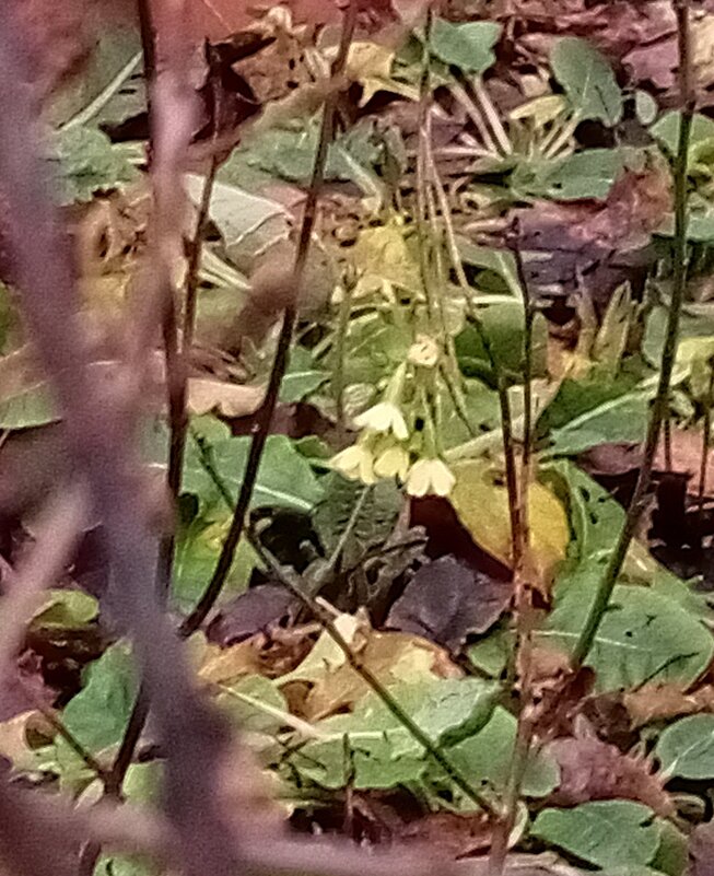 Примула - Сапсан 