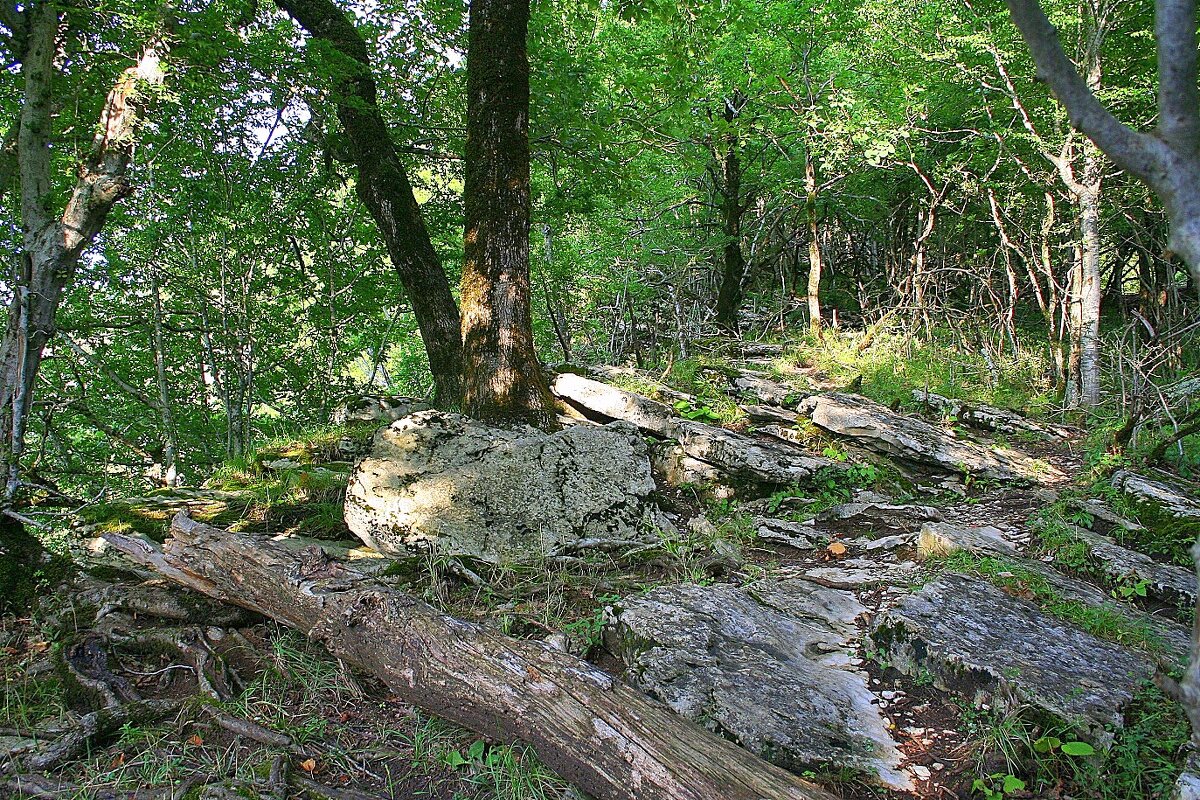 Каньон реки Мзымта Сочи - Tata Wolf Каньон реки Мзымта Сочи - Tata Wolf