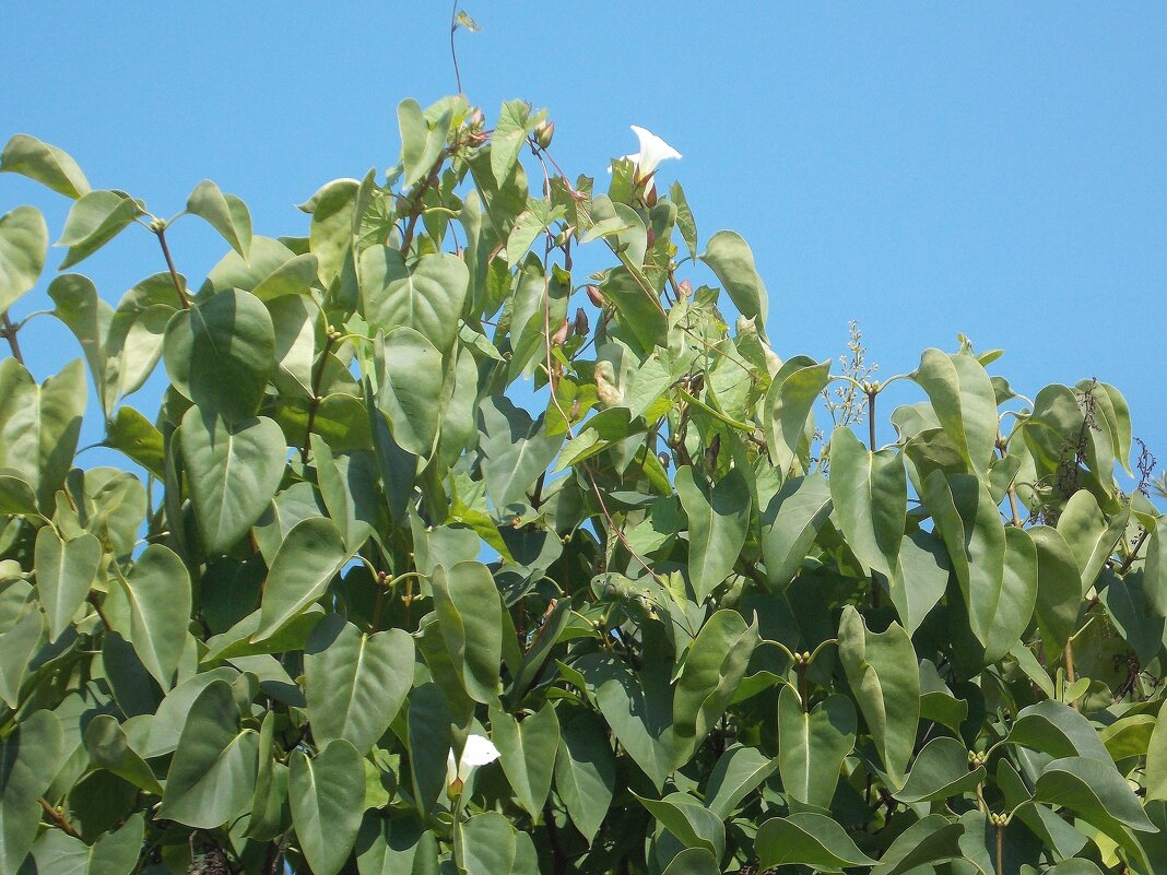 О лете.Синий и зеленый - Фотогруппа Весна О лете.Синий и зеленый - Фотогруппа Весна