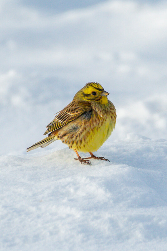 Овсянка на снегу - Владимир Лазарев Овсянка на снегу - Владимир Лазарев
