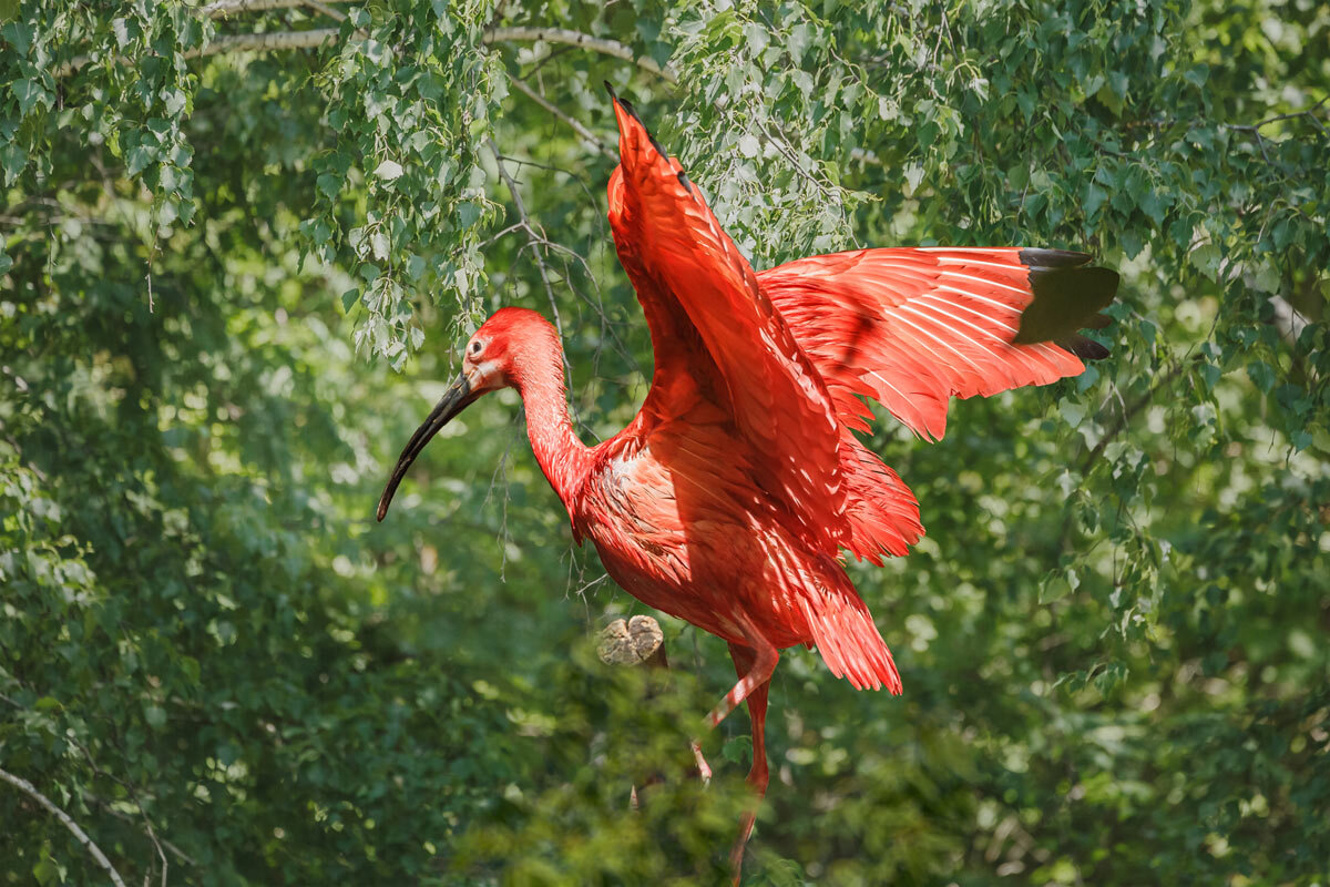 Ибис алый - SanSan 