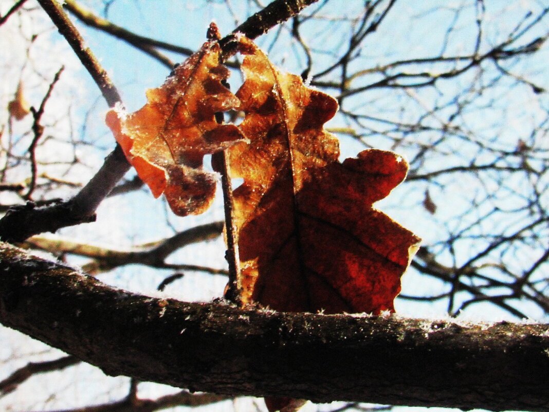 Самые стойкие - Людмила Смородинская Самые стойкие - Людмила Смородинская
