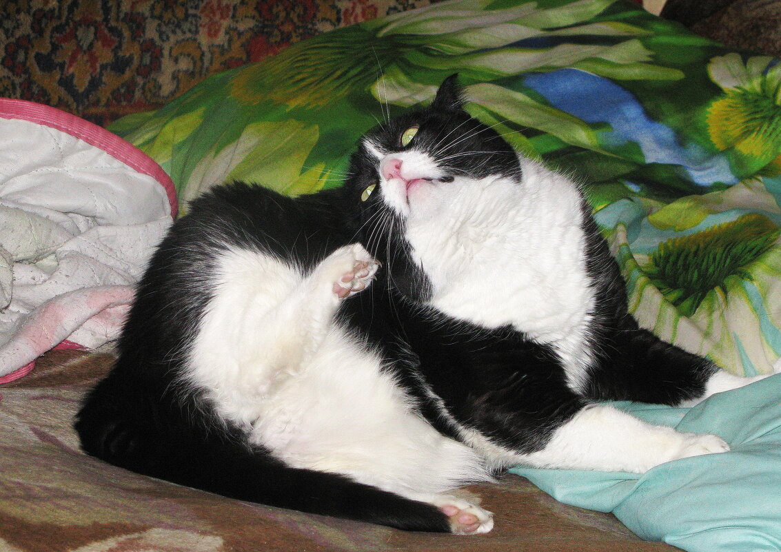 Отмывается после прогулки - Людмила Смородинская Отмывается после прогулки - Людмила Смородинская