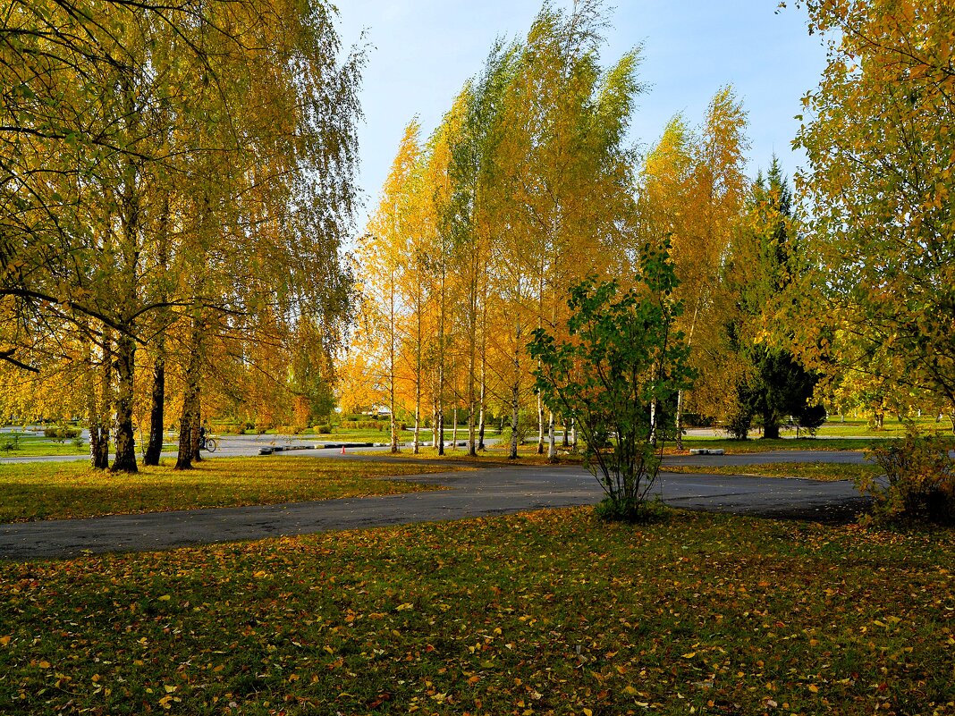 Новочебоксарск. Осенние берёзки у Центра развития творчества детей и юношества. - Пётр Чернега