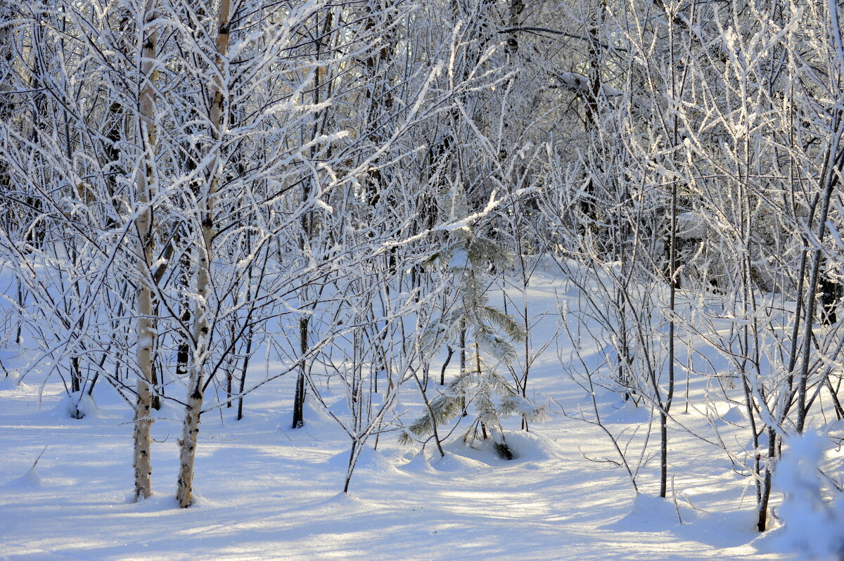 Лесная сказка - Татьяна Лютаева