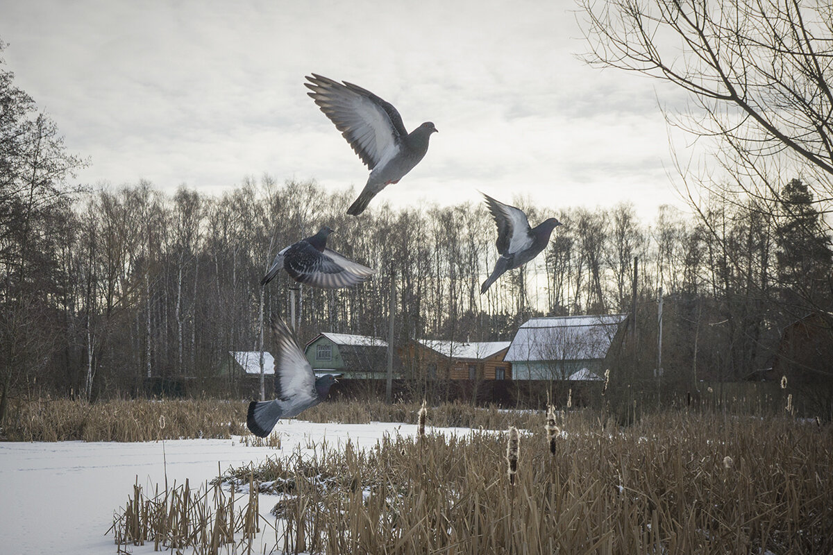 Без названия - Владимир Носов Без названия - Владимир Носов