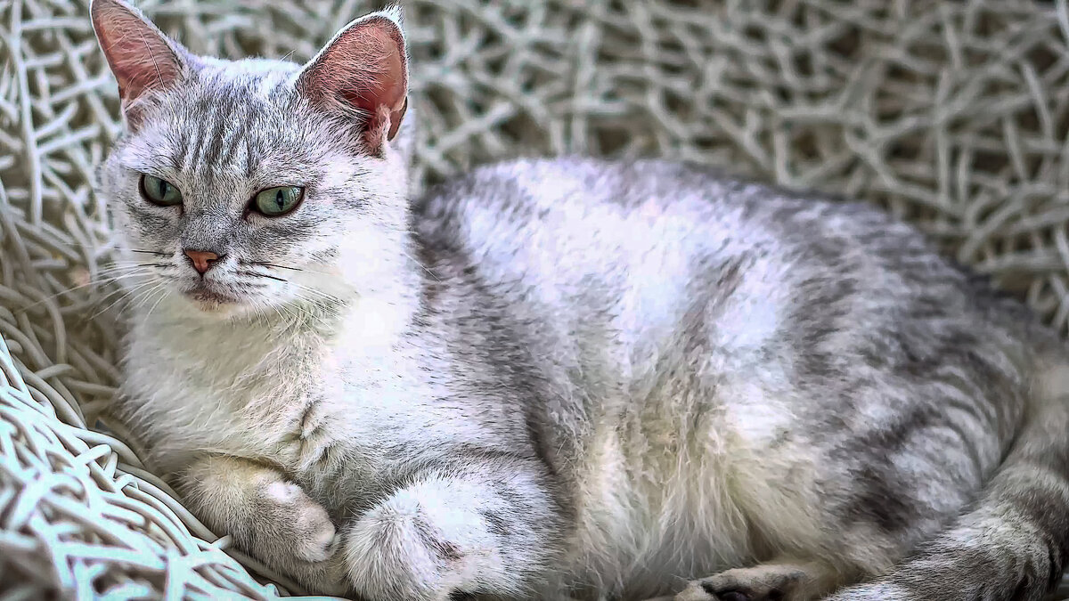 Бурмилла короткошёрстная - Aleksey Afonin