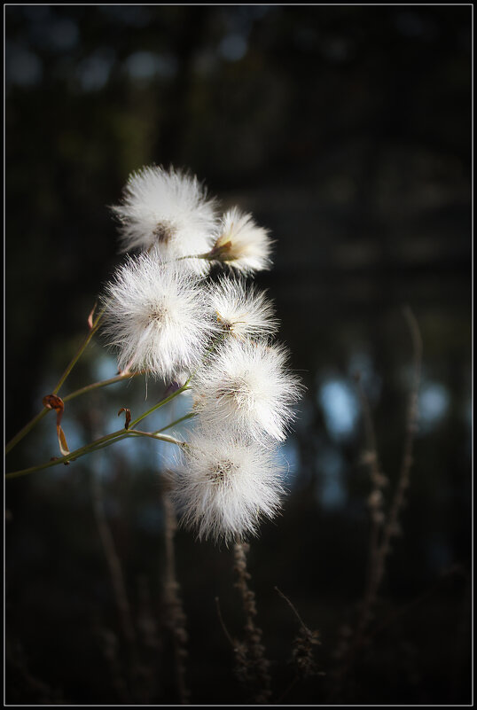 *** - Александр. AVG100 ---