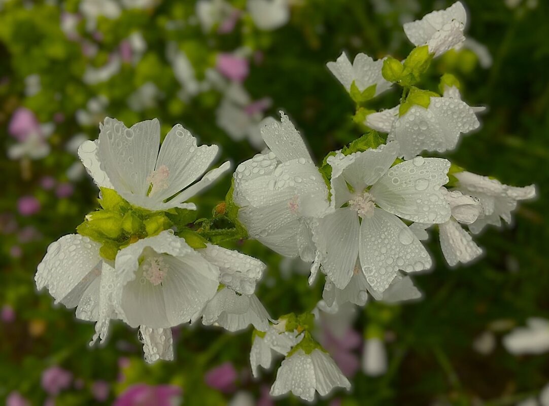 "цветы под дождем" - Olga Oskolkova