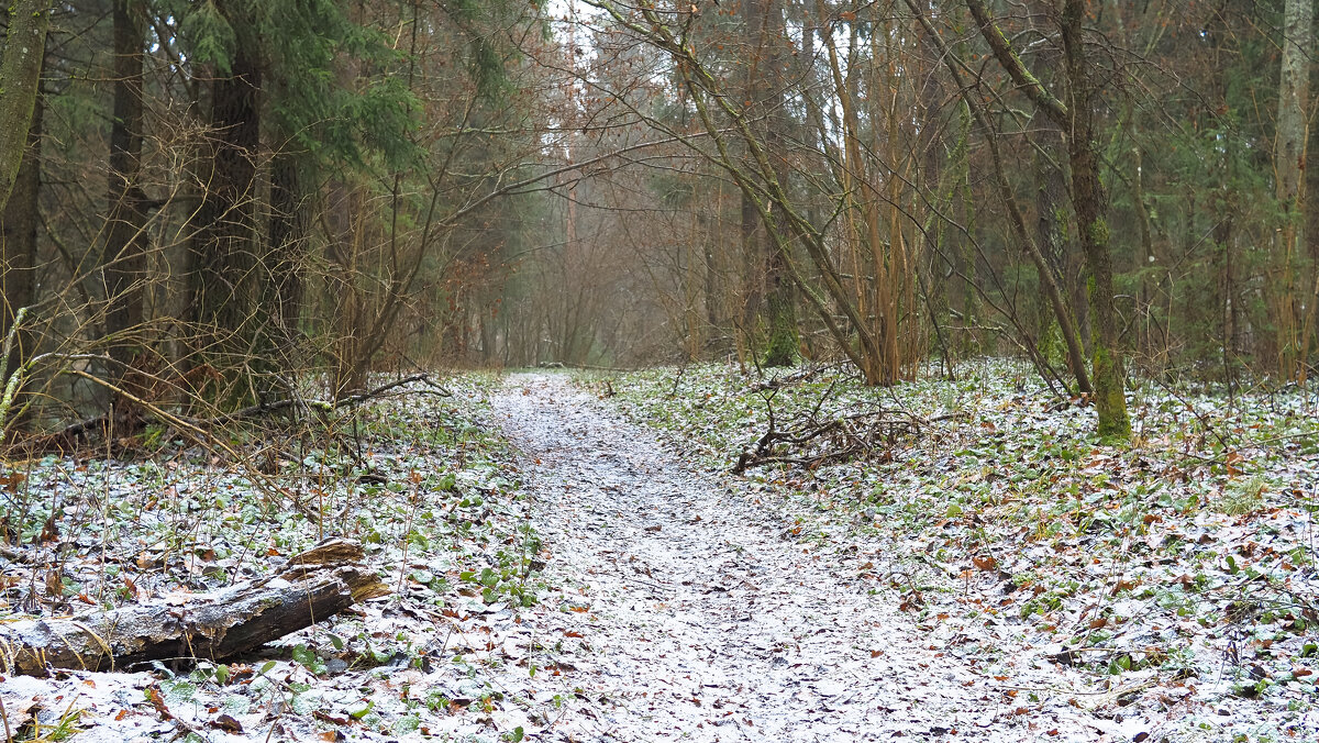 По Лесным Дорожкам - юрий поляков