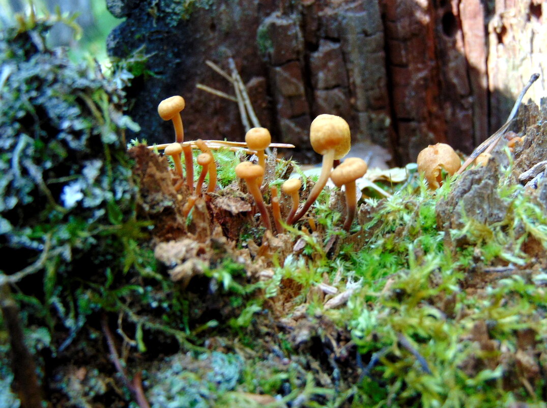 В царстве Берендея. - nadyasilyuk Вознюк