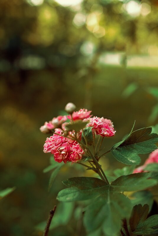 *** - Яна Горбунова