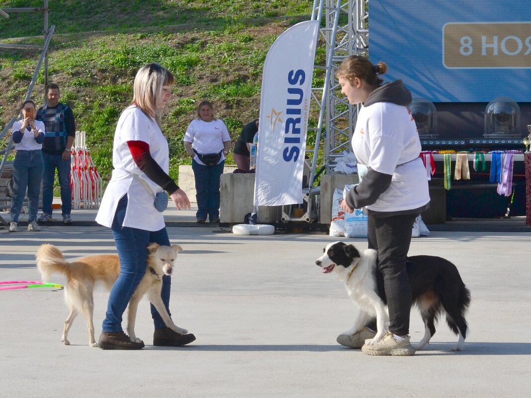 В две ноги и четыре лапы - Александр Рыжов