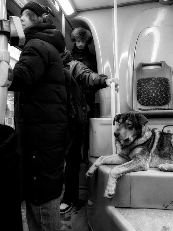 Лохматые тоже имеют право! - Сергей В