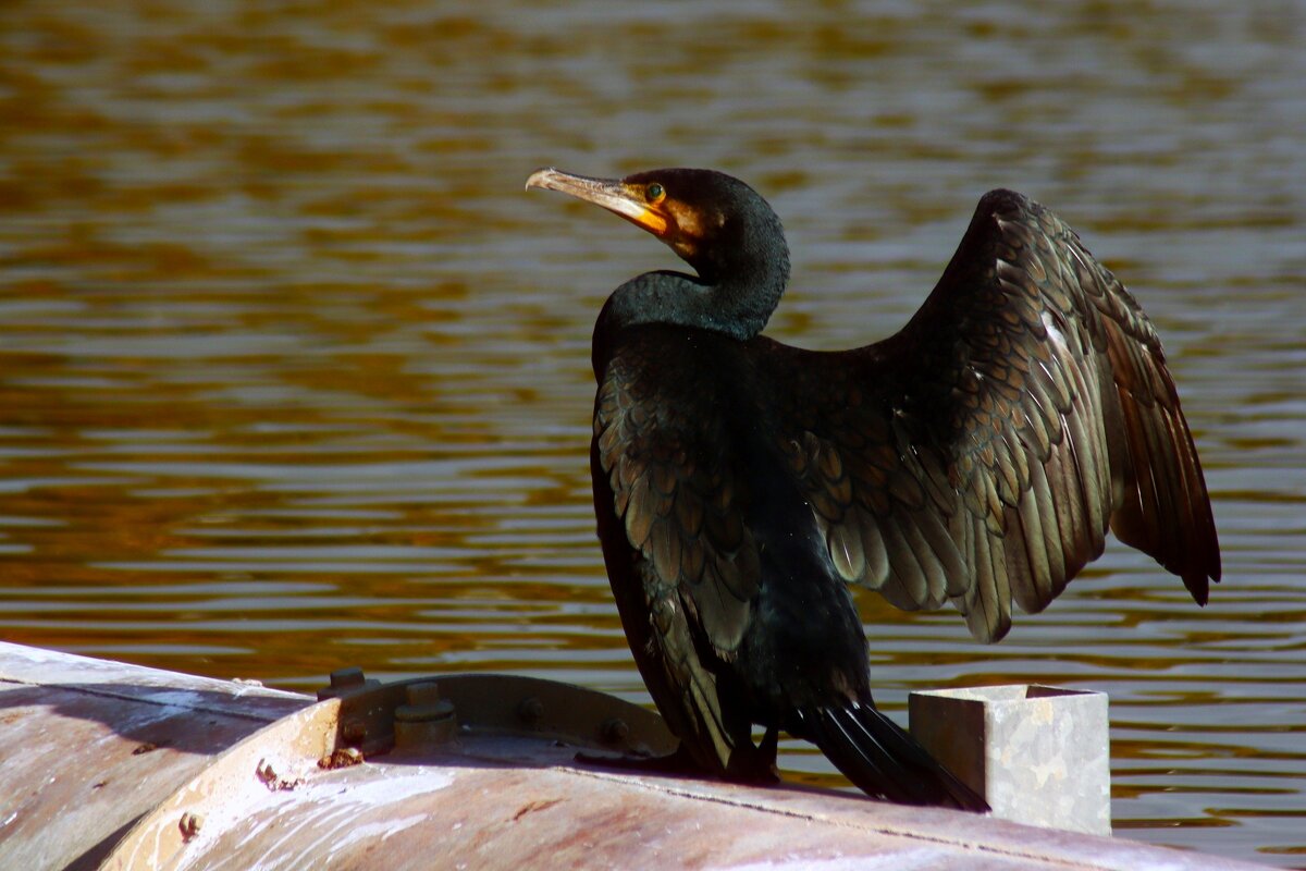 Как взмахну крылом - Юрий. Шмаков