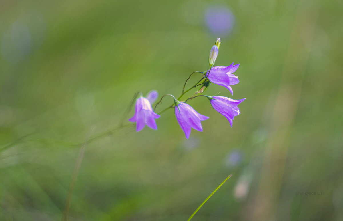 Колокольчик - Sergei Vikulov