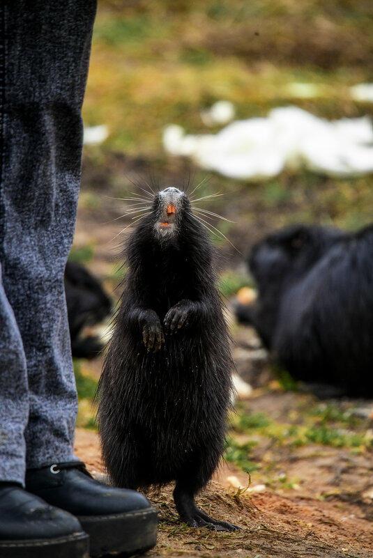 А мне ...а мне.....можно вкусняшку.... - Зинаида Манушкина