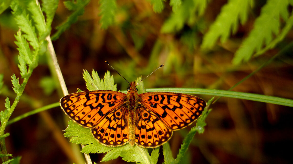 опять про бабочек...202 - Александр Прокудин